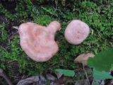 Lactarius vinaceorufescens image