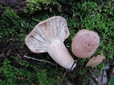 Lactarius vinaceorufescens image