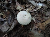 Lactarius chrysorrheus image