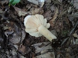 Lactarius chrysorrheus image