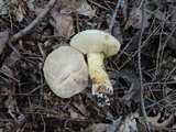 Retiboletus griseus image