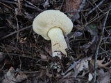Retiboletus griseus image