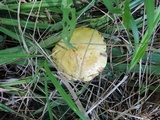 Suillus americanus image