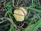 Suillus americanus image