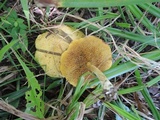 Suillus americanus image