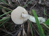 Leccinum holopus image