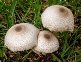 Leucocoprinus cepistipes image