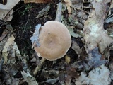 Lactarius imperceptus image