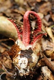 Clathrus archeri image