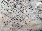 Trametes lactinea image