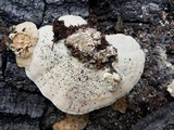 Trametes lactinea image