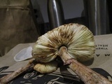 Leucoagaricus americanus image