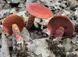 Butyriboletus frostii image