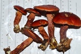 Butyriboletus frostii image
