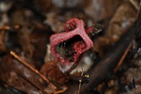 Clathrus archeri image