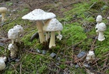 Amanita canescens image