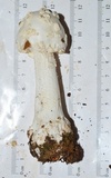Amanita canescens image