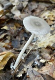 Amanita sect. Vaginatae image