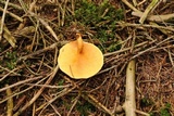 Hygrophoropsis aurantiaca image