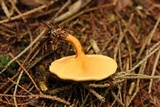 Hygrophoropsis aurantiaca image
