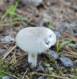 Amanita farinosa image