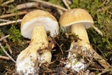 Tylopilus felleus image