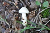 Hygrophorus eburneus image