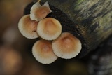Mycena renati image