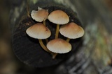 Mycena renati image