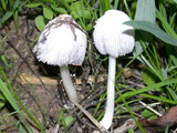 Coprinellus flocculosus image