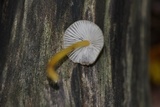 Mycena renati image