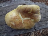 Cantharocybe gruberi image