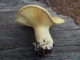 Cantharocybe gruberi image