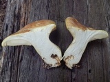 Cantharocybe gruberi image