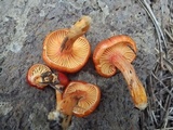 Hygrophorus speciosus image