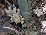 Coprinopsis variegata image