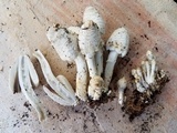 Coprinopsis variegata image