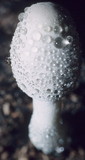 Leucocoprinus cepistipes image