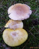 Amanita flavorubens image