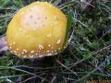 Amanita flavorubens image
