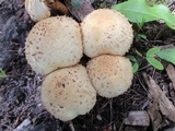 Pholiota squarrosa image