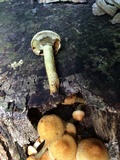 Hypholoma capnoides image