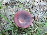 Russula mariae image