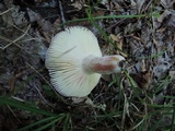 Russula mariae image