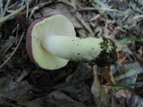 Russula mariae image
