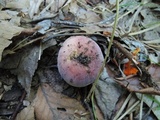 Russula mariae image