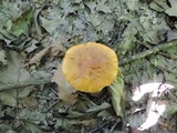Leccinum longicurvipes image