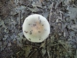 Russula modesta image