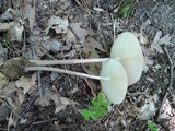 Oudemansiella furfuracea image