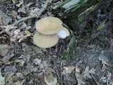 Oudemansiella furfuracea image